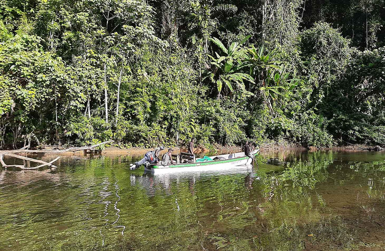 Indigene Sch Tzen Regenwald Auf Den Salomon Inseln