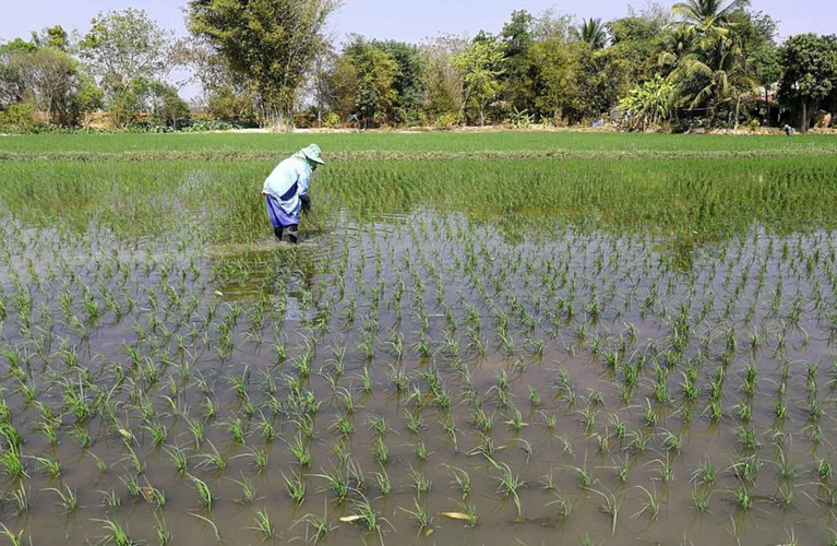 Climate-Friendly Rice Production In Thailand