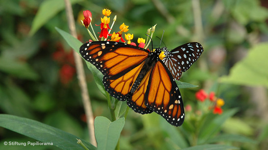 District heating for the butterflies at Papiliorama in Switzerland